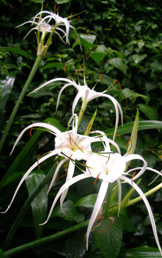 Fleur devant un temple � Weibao Shan, Yunnan, Chine